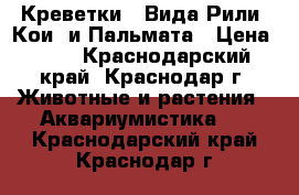 Креветки 2 Вида Рили (Кои) и Пальмата › Цена ­ 50 - Краснодарский край, Краснодар г. Животные и растения » Аквариумистика   . Краснодарский край,Краснодар г.